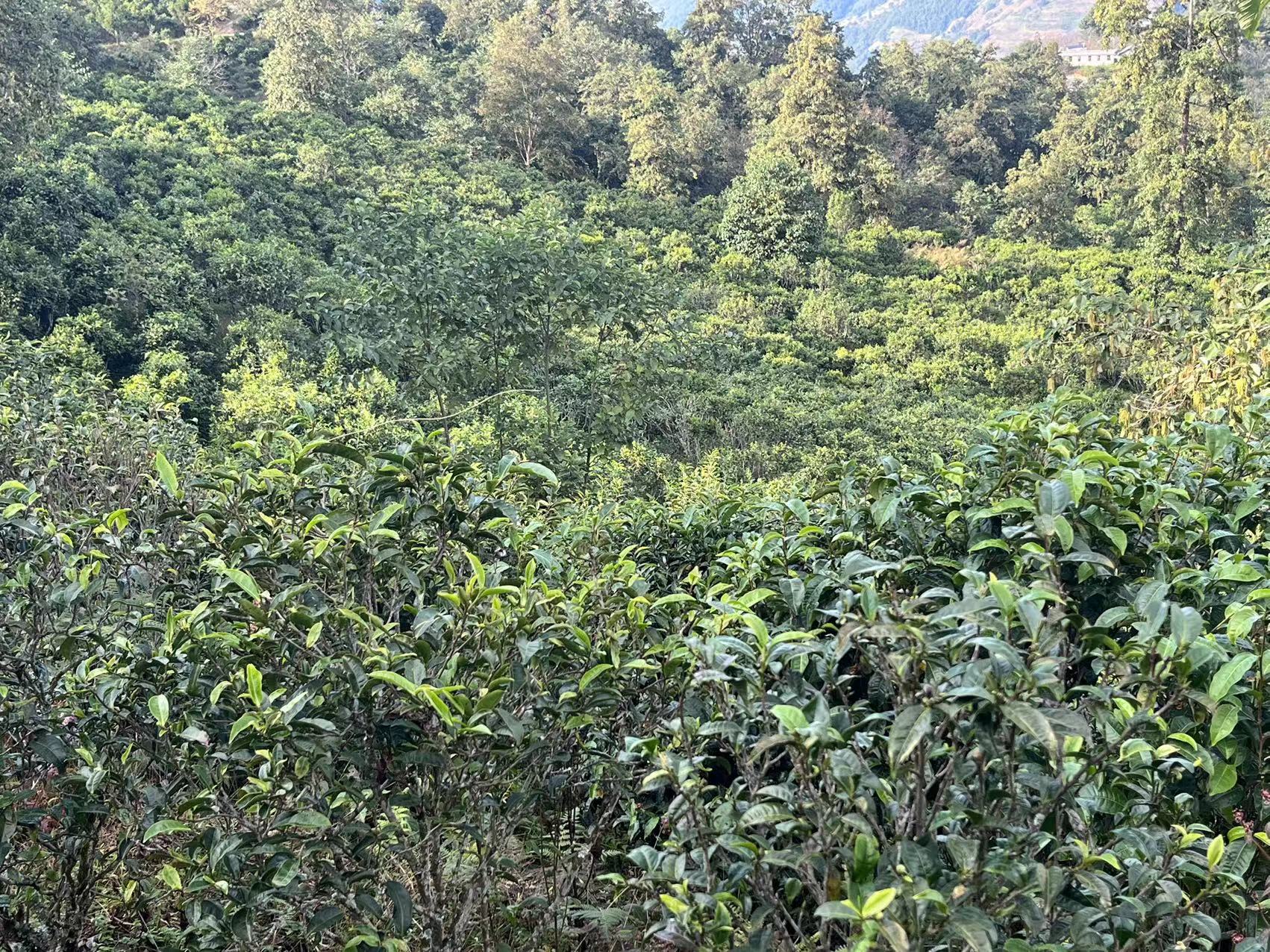 复制图片