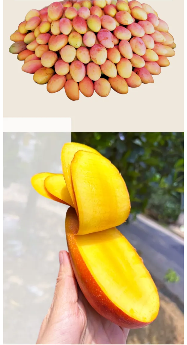 芒果